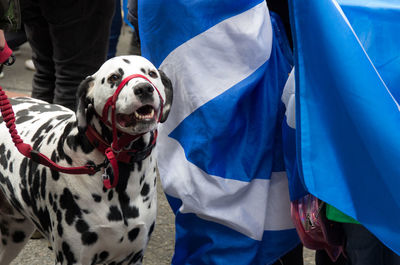 Dalmatian dog in front of scottish flag