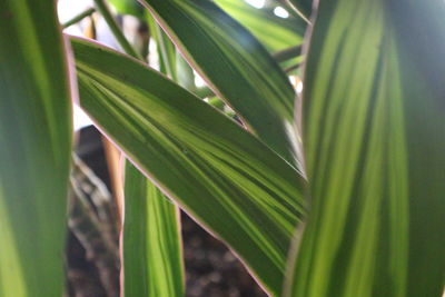 Low angle view of leaves