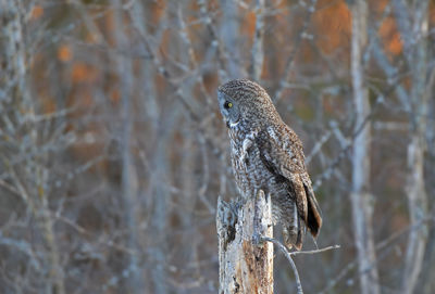 Close-up of a bird perching on branch