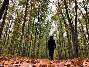 Rear view of man walking in forest