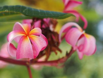 Close-up of pink flowering plant