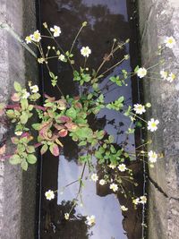 Ivy growing on plant