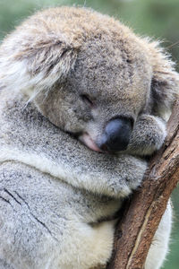 Close-up of sleeping cat