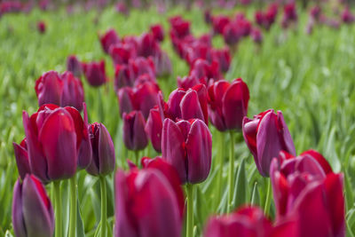 Close-up of pink tulips on field