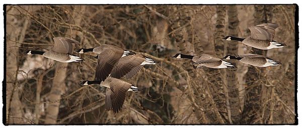 Flock of birds flying