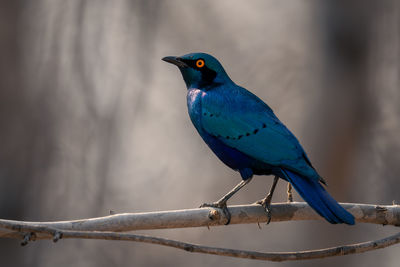 Close-up of bird perching on branch