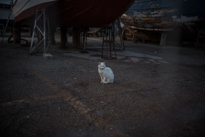 Cat sitting in a street