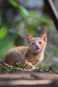 Close-up of squirrel