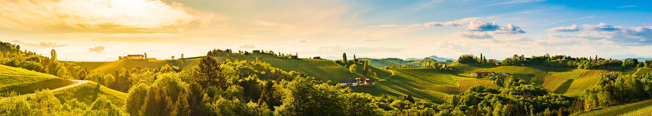 Panorama of vineyards hills in south styria, austria. tuscany like place to visit. landscape