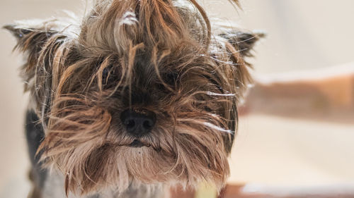 Close-up portrait of dog