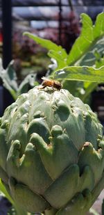 Close-up of crab on plant