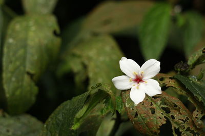 Close-up of white flower blooming outdoors
