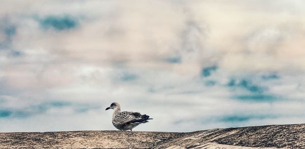 Bird perching on a wall