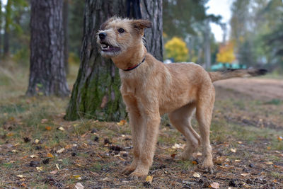 View of dog standing on field