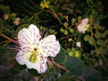 Close-up of butterfly on flower blooming outdoors