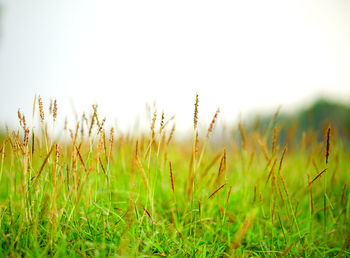 Close-up of grass on field against clear sky