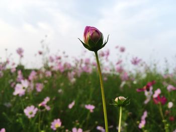 Close-up of pink flower growing on field