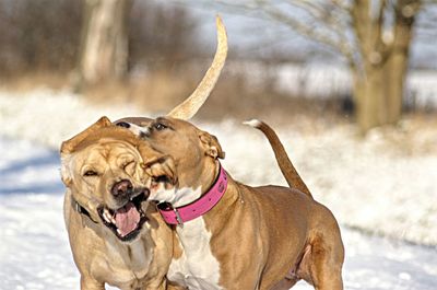 Portrait of dogs