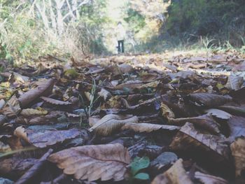 Fallen leaves on tree trunk in forest