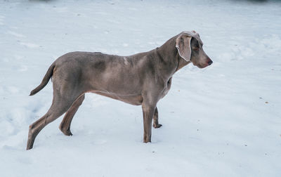 Weimaraner in winter