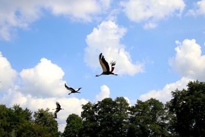 Low angle view of birds flying in sky