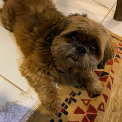 Portrait of dog relaxing on tiled floor