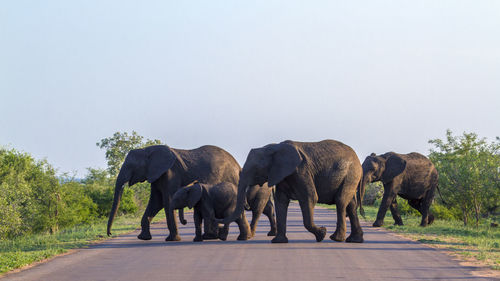 Elephants walking with calf on road at national park