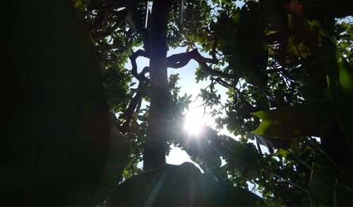 Low angle view of trees in forest