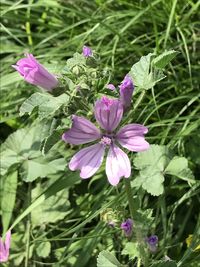 Close-up of pink flowering plants