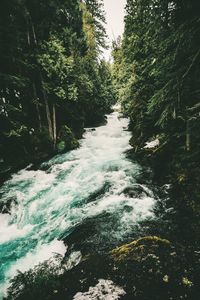 River flowing amidst trees in forest