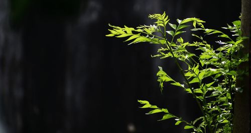 Close-up of plant