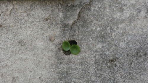 Close-up of plant