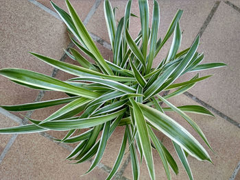 High angle view of fresh green plant