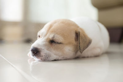 Close-up of dog sleeping