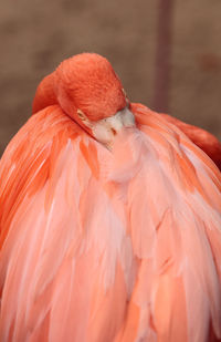 Close-up of flamingo