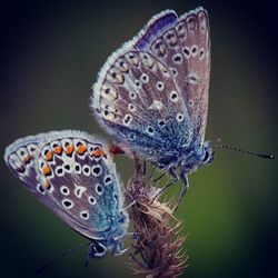 Close-up of butterfly