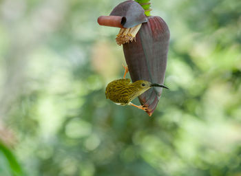 Close-up of butterfly on leaf