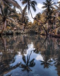 Reflection of trees in lake against sky