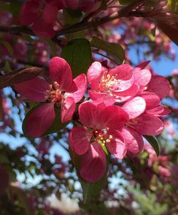 Close-up of pink flowers