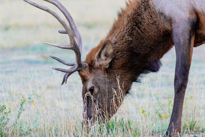 Deer in a field