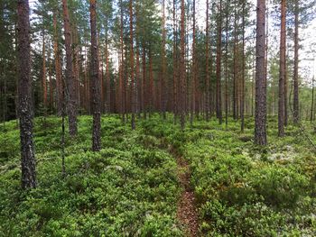 Pine trees in forest