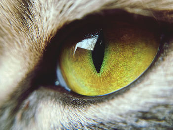 Close-up of cat eye