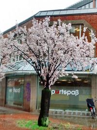 Cherry blossom tree by building