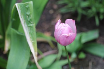 Close-up of pink rose flower