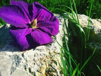 Close-up of purple flowers