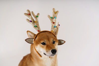 An adult cute red-haired dog in new year's costume with deer antlers. dog