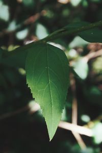 Close-up of green leaves