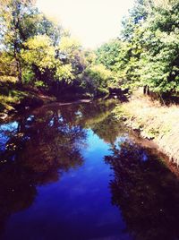 Reflection of trees in water
