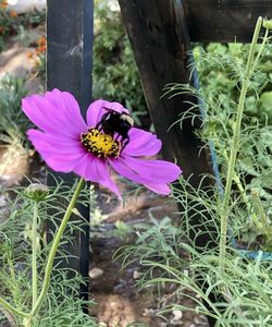 Close-up of honey bee pollinating flower