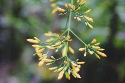 Close-up of flowering plant